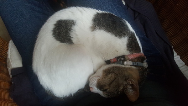 I bloody love my cat