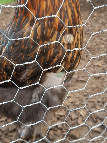 Pecking and green spots on skin (pic included)