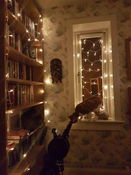 What's your DCat up to today? Episode 6, Return of the... Cats?