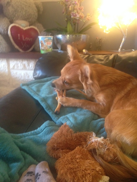 Puppy Survival Thread Part 5!