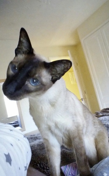Please can we have a thread for cats no longer with us?