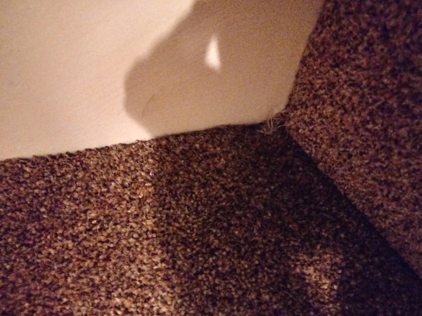 To be devastated with my new carpet