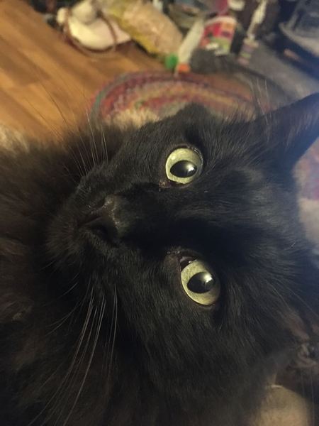 A black cat....