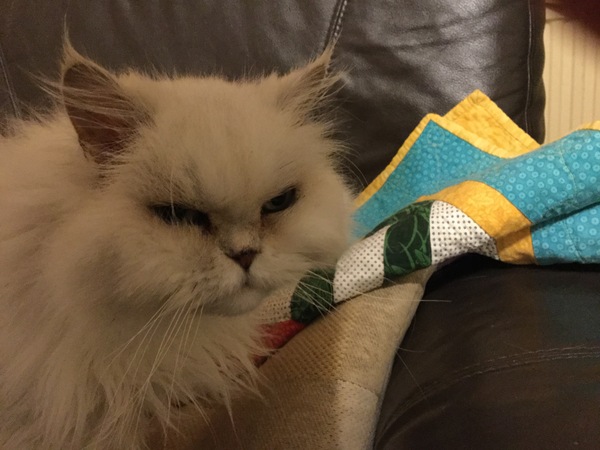 Persian kitten: How to clean sticky/ crispy fur under eyes