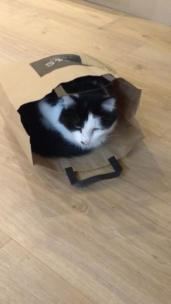 What's your DCat up to today? Episode 6, Return of the... Cats?