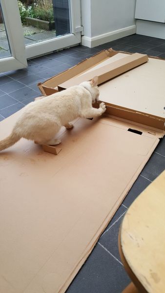 What's your DCat up to today? Episode 6, Return of the... Cats?