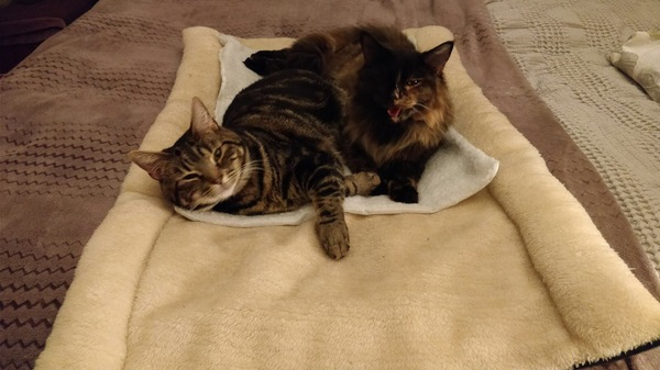 What's your DCat up to today? Episode 6, Return of the... Cats?