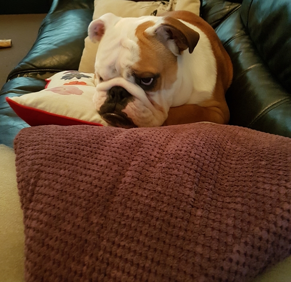 Puppy Survival Thread Part 5!
