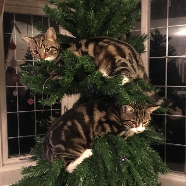 Christmas Cats