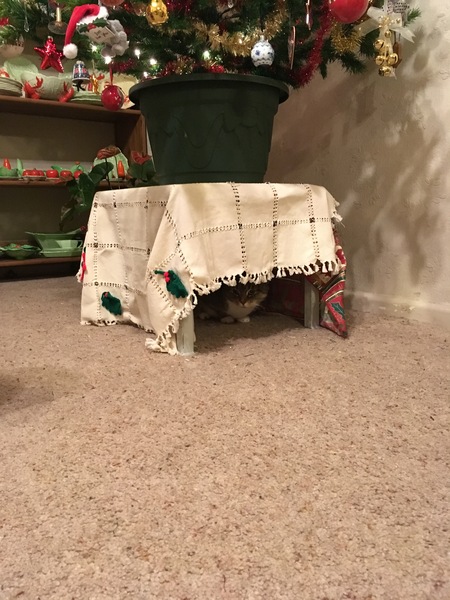 Christmas Cats