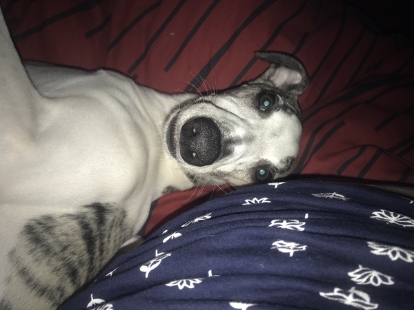 Whippet Puppy losing recall