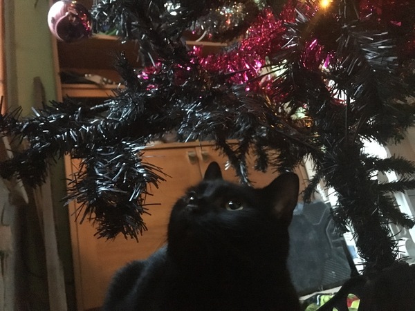 Cat climbing on christmas tree