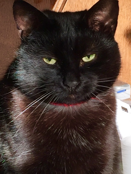 A black cat....