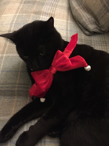 What's your DCat up to today? Episode 6, Return of the... Cats?