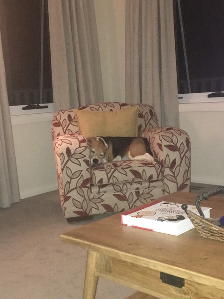 To be upset with my friend's treatment of my dogs?