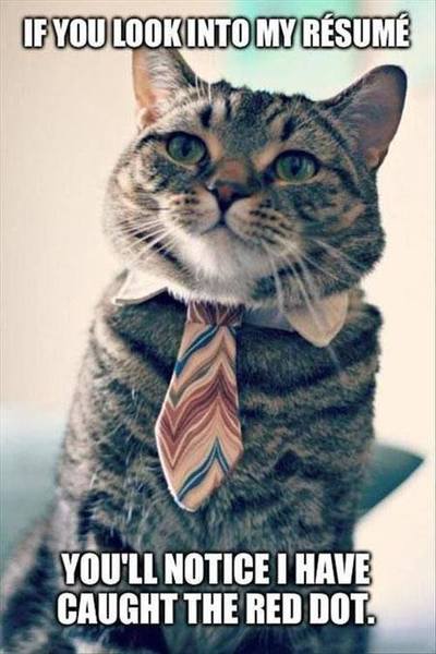 Can we have a funny cat stuff from the web thread?
