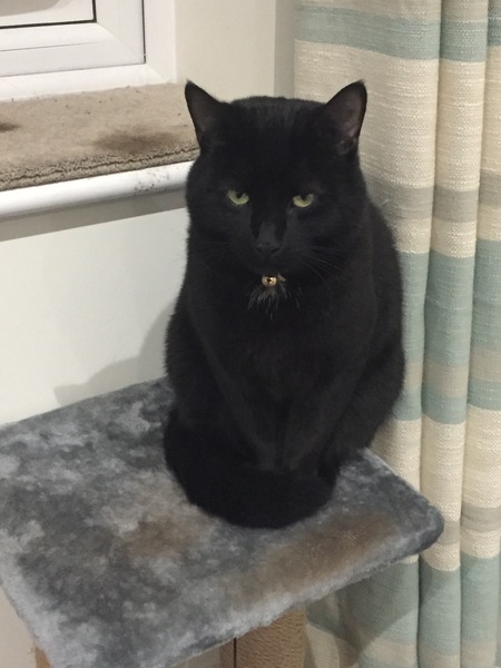 My cat is judging me!