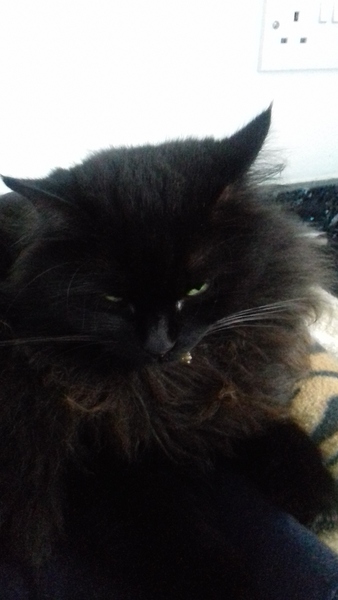 What's your DCat up to today? Episode 6, Return of the... Cats?