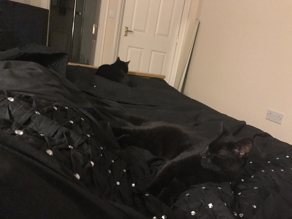 A black cat....