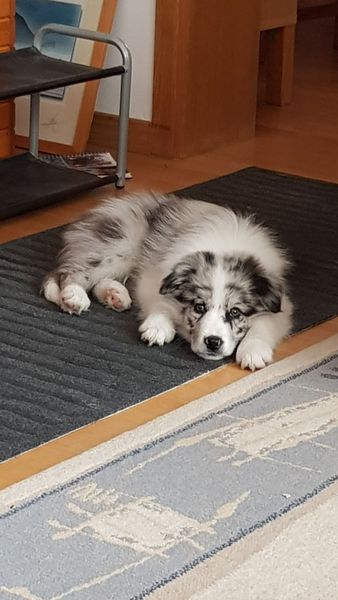 Puppy Survival Thread Part 5!