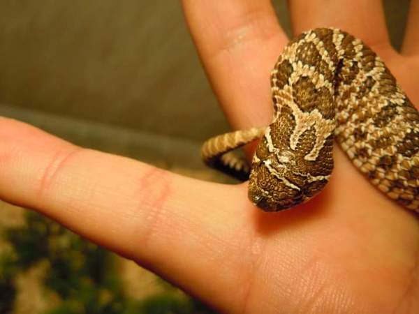 To want a little snake?