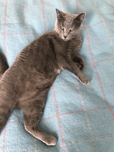 Helping chubby kitty slim down