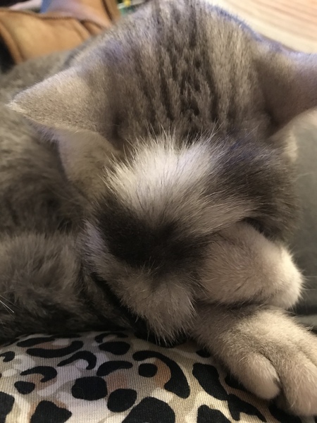 Behold my weird cute sleeping cat