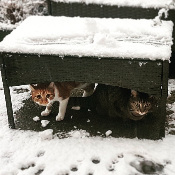 What's your DCat up to today? Episode 6, Return of the... Cats?