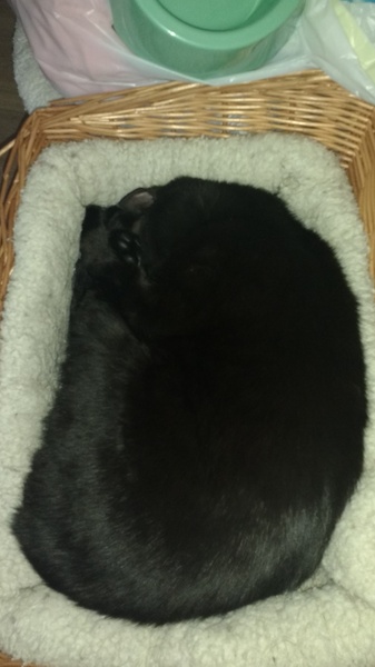 What's your DCat up to today? Episode 6, Return of the... Cats?
