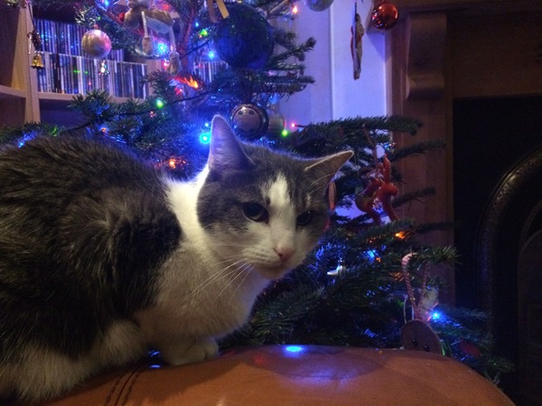 Christmas Cats