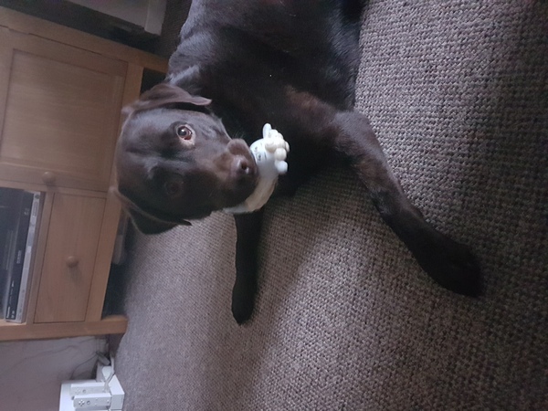 Labradors eating habits