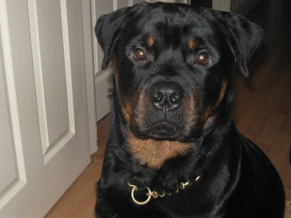 Why choose the breed you own?