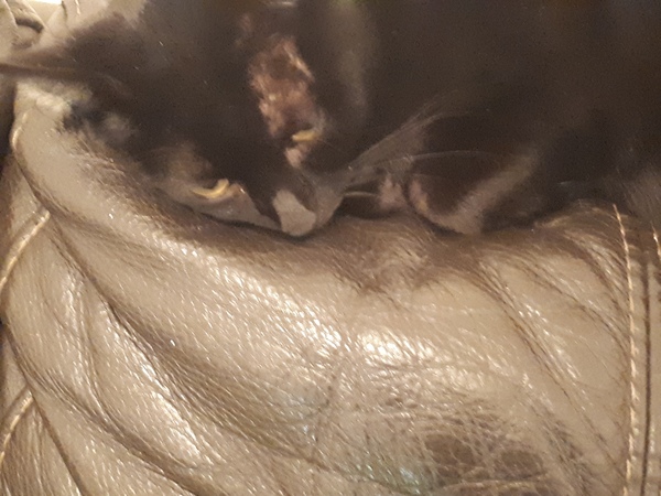 Behold my weird cute sleeping cat