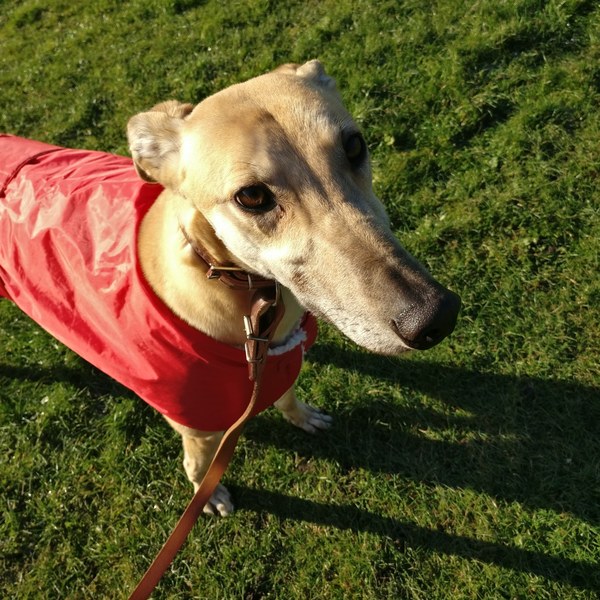 Greyhound coming for home check tomorrow