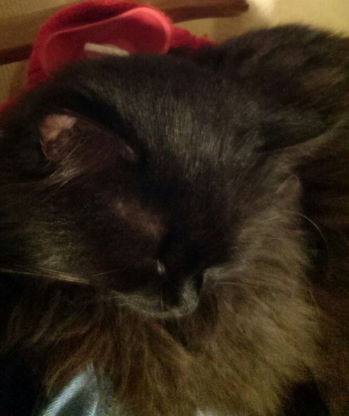 What's your DCat up to today? Episode 6, Return of the... Cats?