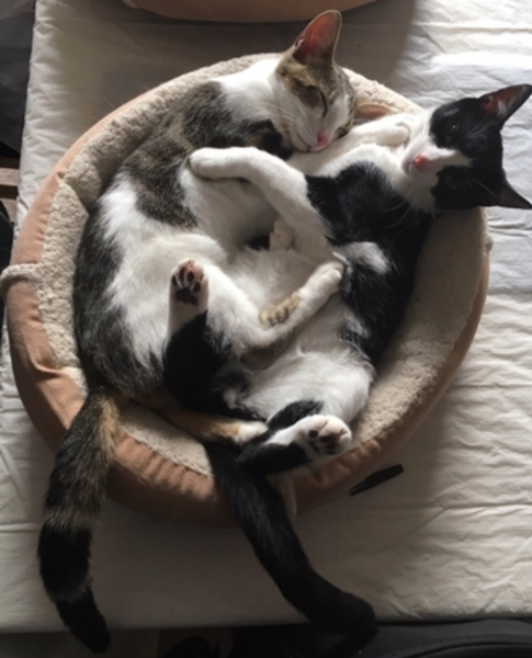 My cat died tonight :(