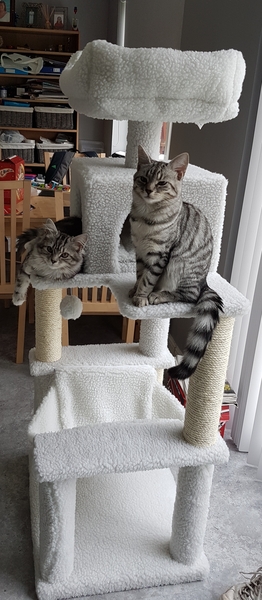 What is the best (or worst) thing you've bought for your cat?