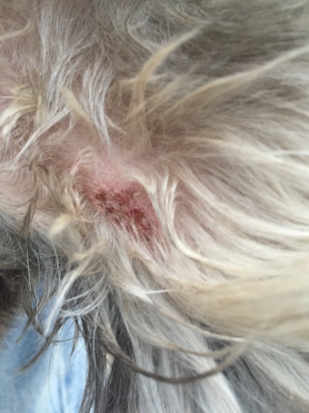 What is this mark/injury on my dog?