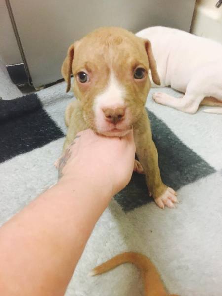 FB friend of friend selling Pit Bull puppies?!