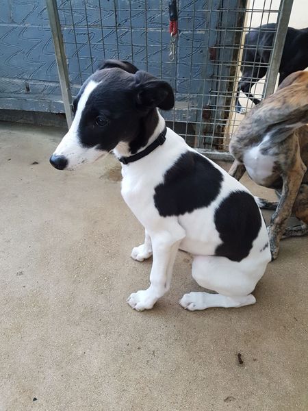 Calling all sighthound owners!