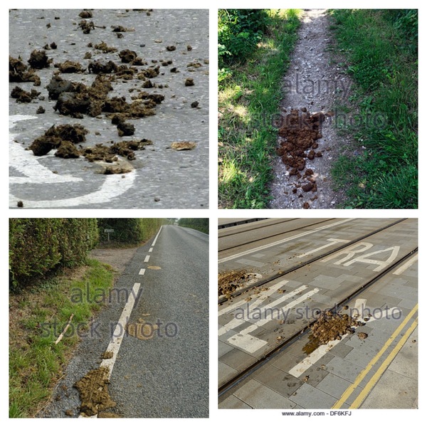 AIBU - Horse riders pick up poo?