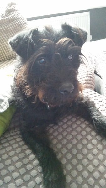 Why choose the breed you own?
