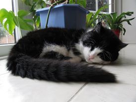 Vet says my boy kitten is not ready to be neutered