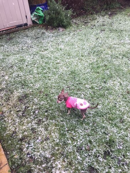 Puppy Survival Thread Part 5!