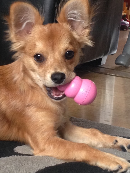 Do you own a breed of dog that people pre-judge on sight?