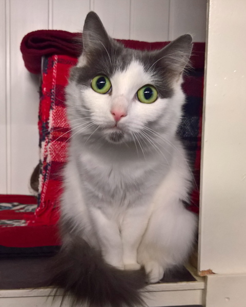 Names for new kittens?