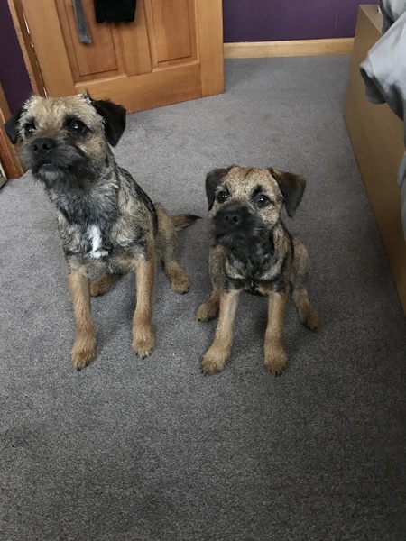 Which small breed should we go for