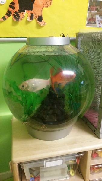 Is this tank far too small for these twould fish?