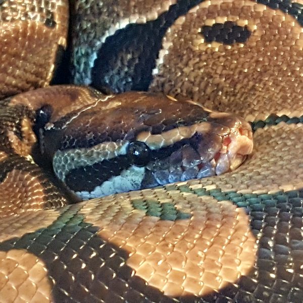 To want a little snake?