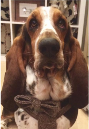 Do you own a breed of dog that people pre-judge on sight?